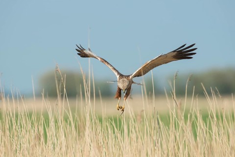 Western Marsh Harrier (Circus aeruginosus) male flying with prey, Schleswig-Holstein, Germany