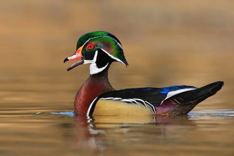 Wood Duck (Aix sponsa) male mating, British Columbia, Canada