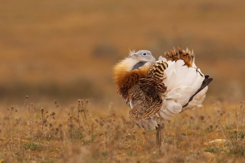 Great Bustard (Otis tarda) male, La Serena, Spain