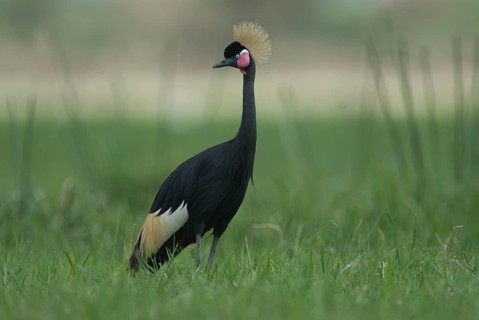 Black Crowned Crane (Balearica pavonina), Lake Shalla, Ethiopia