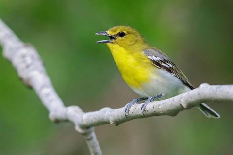 Yellow-throated Vireo (Vireo flavifrons) perched on a branch in southern Ontario, Canada