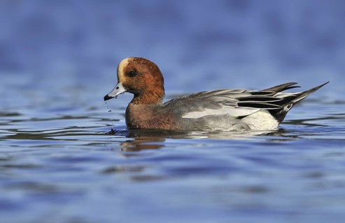 Eurasian Wigeon (Mareca penelope) male, British Columbia, Canada