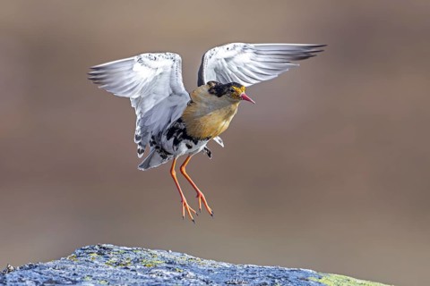 Ruff (Calidris pugnax) territorial male in breeding plumage displaying by jumping during courtship