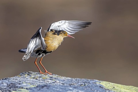 Ruff (Calidris pugnax) territorial male in breeding plumage displaying by flapping wings during