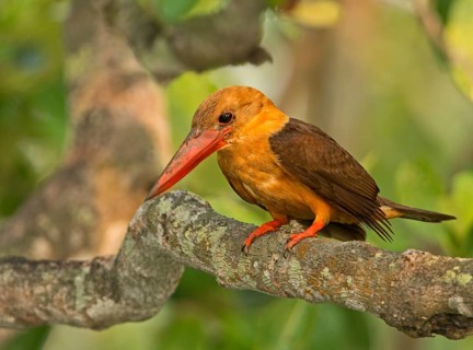 Brown-winged Kingfisher (Pelargopsis amauroptera) male perched on a branch, West Bengal, India
