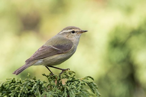 Humes Leaf Warbler - Tienschan-Laubsänger - Phyllsocopus humei ssp. humei, Kyrgyzstan