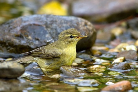 Willow Warbler (Phylloscopus trochilus) bathing at little stream, Mecklenburg-Western Pomerania,
