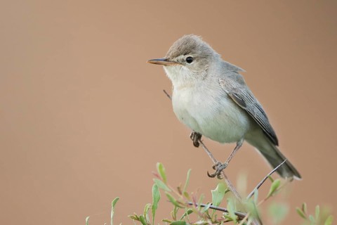 Uppchers Warbler - Dornspötter - Hippolais languida, Kyrgyzstan