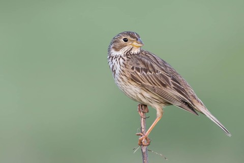 Corn Bunting - Grauammer - Miliaria calandra ssp. calandra, Hungary, adult