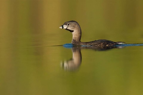 Pied-billed Grebe (Podilymbus podiceps), Setúbal, Portugal