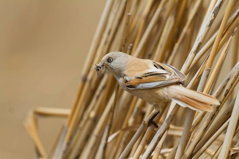 Bearded Reedling - Bartmeise - Panurus biarmicus ssp. russicus, Kazakhstan, adult female