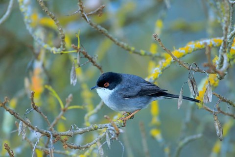 Sardinian Warbler (Sylvia melanocephala) male perched on a branch, Andalusia, Spain