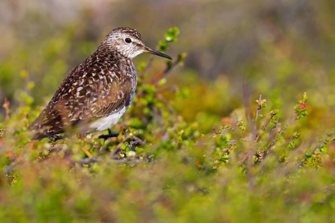 Bruchwasserläufer, Wood Sandpiper, Tringa glareola, Chevalier sylvain, Andarríos Bastardo