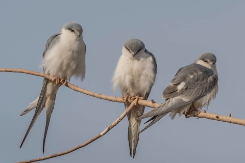 Scissor-tailed Kite (Chelictinia riocourii) group of three perched in tree, Senegal