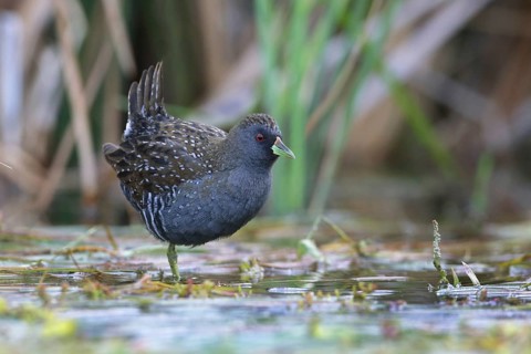 Australian Crake (Porzana fluminea) foraging, Victoria, Australia