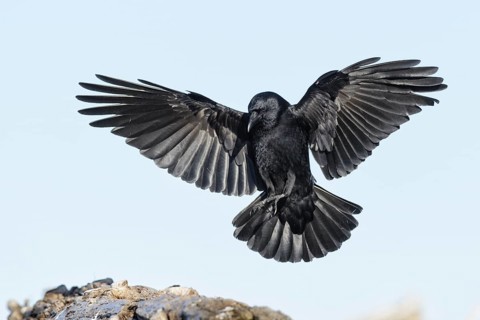 Northwestern Crow (Corvus caurinus) flying, Alaska, USA