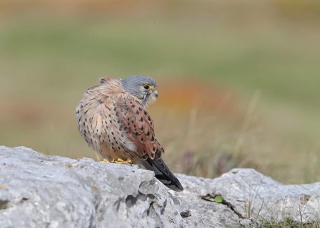 Common Kestrel (Falco tinnunculus) male perched on a rock, Wales, United Kingdom