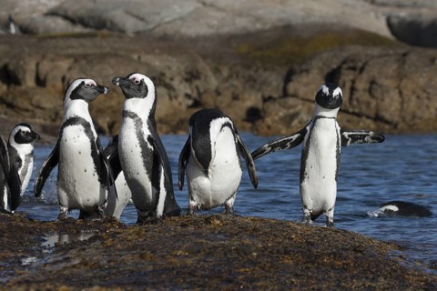 African Penguin (Spheniscus demersus) group on beach, South Africa