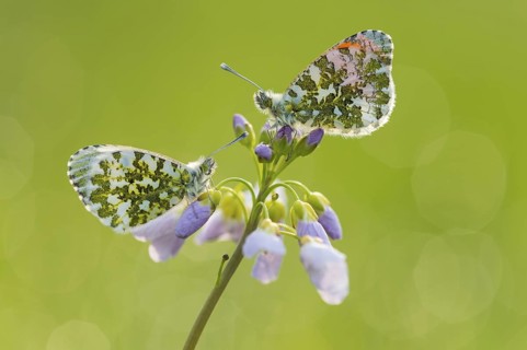 Orange Tip (Anthocharis cardamines) on Cuckoo Flower (Cardamine pratensis), Lower Saxony, Germany