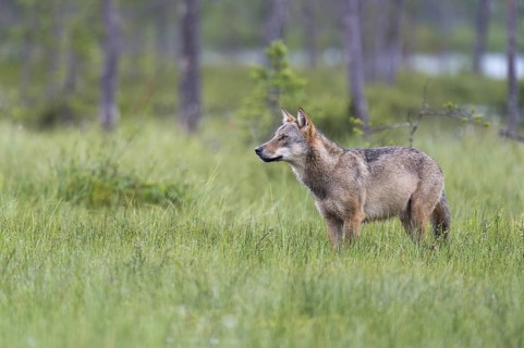 European Wolf (Canis lupus) adult standing in bog, Finland