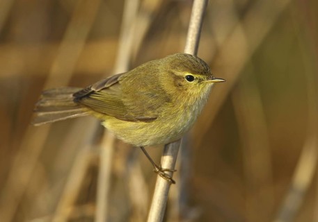 Common Chiffchaff (Phylloscopus collybita), Vila Franca de Xira, Portugal