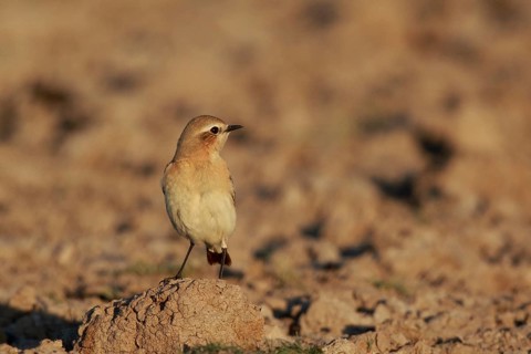 Isabelline Wheatear (Oenanthe isabellina), Greece