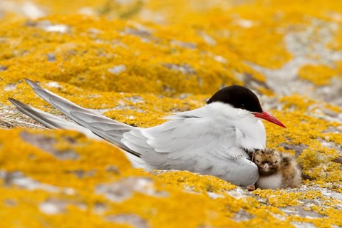 Arctic Tern (Sterna paradisaea) with chick, Farne Islands, United Kingdom