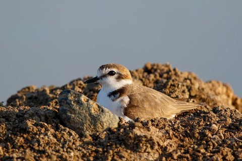 Kentish Plover (Charadrius alexandrinus) male, Lesvos, Greece
