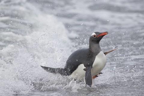 Gentoo Penguin (Pygoscelis papua) emerging from the surf, Sea Lion Island, Falkland Islands