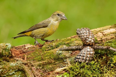 Red Crossbill (Loxia curvirostra) female, British Columbia, Canada