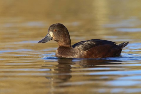New Zealand Scaup (Aythya novaeseelandiae) female, New Zealand