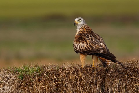Red Kite (Milvus milvus), perched on a bale, Castile and Leon, Spain