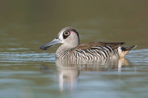 Pink-eared Duck (Malacorhynchus membranaceus), Victoria, Australia