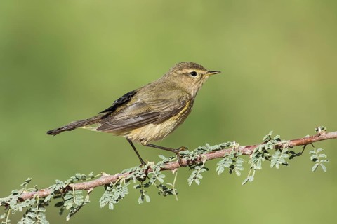 Common Chiffchaff (Phylloscopus collybita), Eilat, Israel