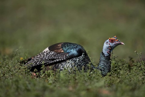 Ocellated Turkey (Meleagris ocellata) male perched on field, Peten, Guatemala