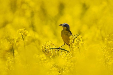 Western Yellow Wagtail (Motacilla flava) male perched in flowering rape field, Baden-Wuerttemberg,