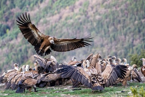 Griffon Vulture (Gyps fulvus) group on field, Aragon, Spain
