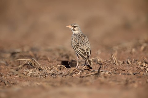 Masked Lark (Spizocorys personata), Saritie Plains, Ethiopia