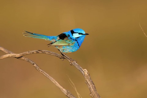 Splendid Fairywren (Malurus splendens callainus) male, Victoria, Australia