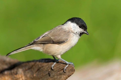 Marsh Tit (Poecile palustris), Mecklenburg-Western Pomerania, Germany