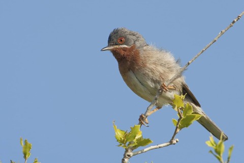 Subalpine Warbler (Sylvia cantillans) male, Lesvos, Greece