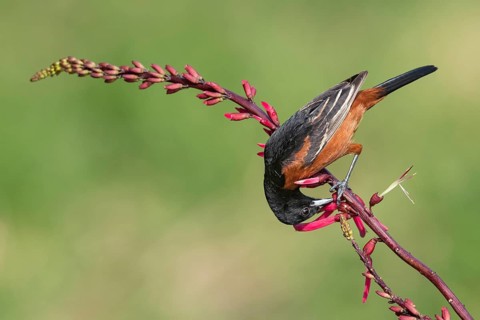 Orchard Oriole (Icterus spurius) perched on a branch, Texas, USA