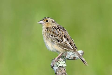 Grasshopper Sparrow Ammodramus savannarum Appleton, Chippawa County, Minnesota, Unites States 30