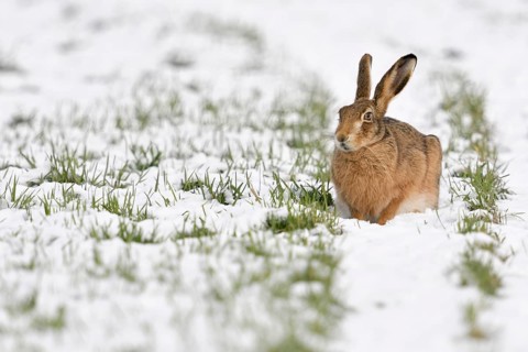 European Hare (Lepus europaeus) adult in snow covered field, North Rhine-Westphalia, Germany