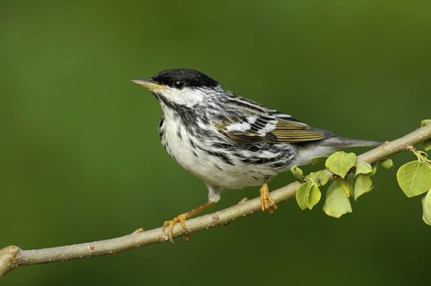Blackpoll Warbler (Setophaga striata), Texas, USA