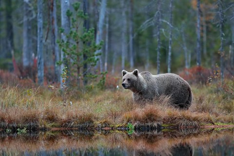 Big brown bear walking around lake in the morning sun. Dangerous animal in the forest. Wildlife