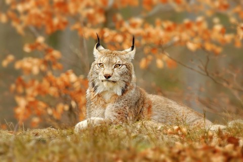 Lynx in orange autumn forest. Wildlife scene from nature. Cute fur Eurasian lynx, animal in habitat