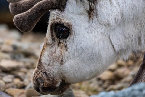 Portrait of a Spitsbergen roe deer (Rangifer tarandus platyrhynchus), Mammals (Mammalia),