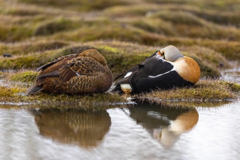 Eider duck (Somateria mollissima), pair sleeping by the water, reflection, duck birds (Anatidae),
