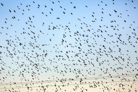 A flock of soaring starlings (Sturnus vulgaris) in the evening sky, full-frame, Camargue Regional